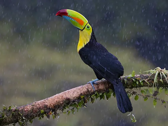 A toucan at NATUWA Wildlife Sanctuary near Bella Vista, Costa Rica